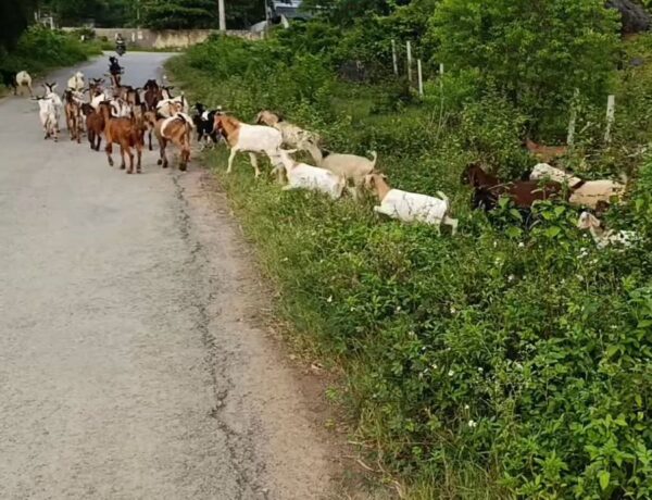 Dê núi được chăn thả trên các đồi núi nên thịt rất săn chắc - Ảnh từ Nhường Dê Giống