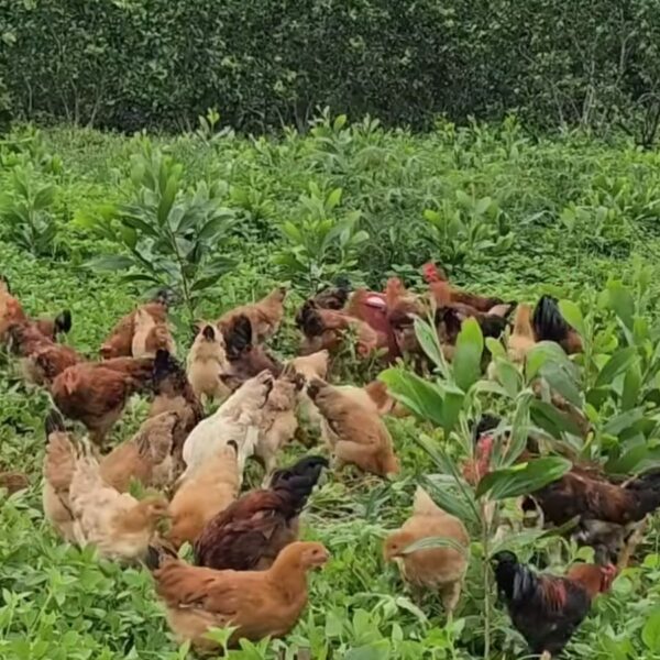 Gà bản được nuôi thả tự nhiên - Ảnh từ Country Life My Farm