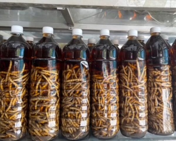 Màu sắc của rượu sâu chít khi được ngâm trong thời gian dài - Ảnh từ Lò Thủy