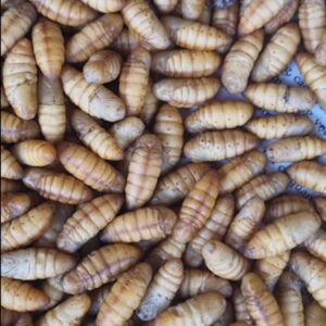 Nhộng tằm khi còn sống - Ảnh từ VanBaiTV