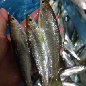 Quy trình đánh bắt cá suối tươi sống - Ảnh từ Chi Chi