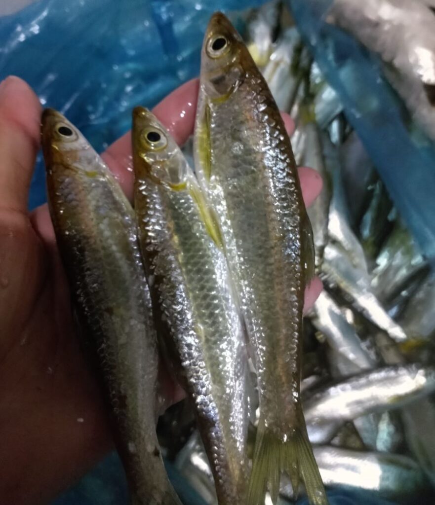Quy trình đánh bắt cá suối tươi sống - Ảnh từ Chi Chi