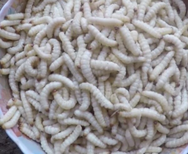 Sâu tre chứa nguồn dinh dưỡng khá dồi dào cho sức khỏe - Ảnh từ ĐÔNG BẮC QUÊ TÔI