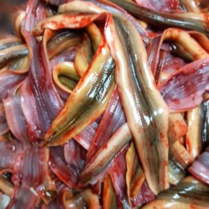 Thịt lươn mang nguồn dinh dưỡng bổ ích cho sức khỏe - Ảnh từ DacsanxungheVn