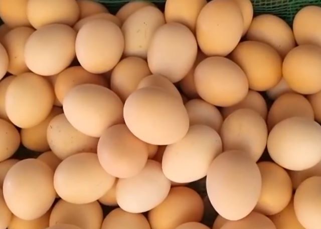 Thịt thỏ kỵ với trứng gà - Ảnh sưu tầm