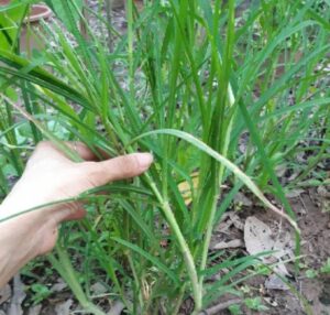 Cỏ mần trầu Tác dụng cách dùng và lưu ý - Ảnh sưu tầm