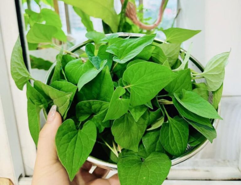 Lá diếp cá và những tác dụng hữu ích - Ảnh từ BS Tường
