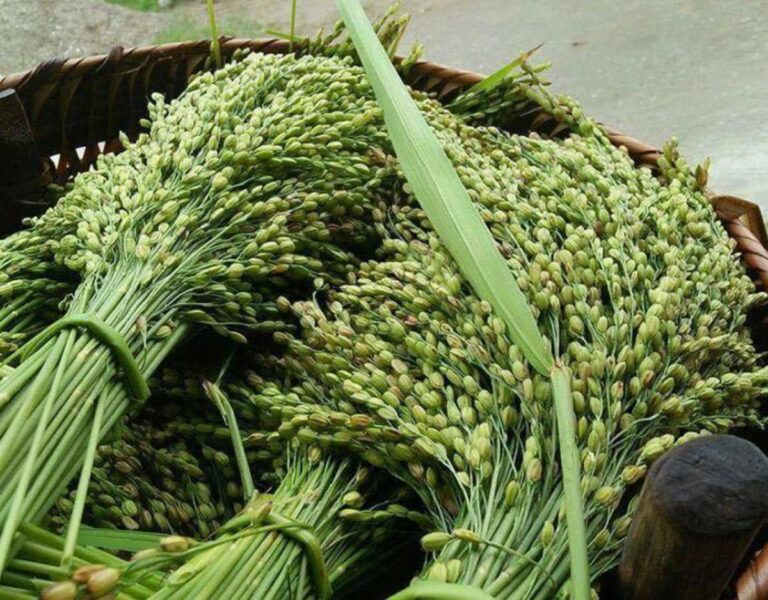 Nếp Tú Lệ và các món ngon từ nếp Tú Lệ - Ảnh sưu tầm