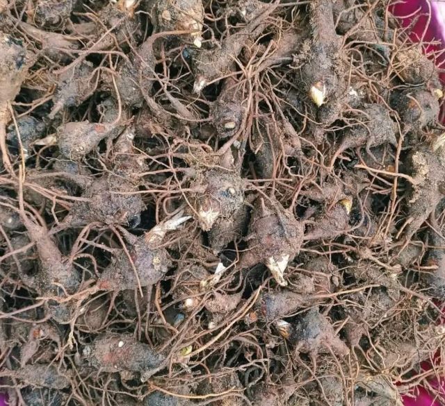 Củ ấu tẩu tươi - Ảnh sưu tầm