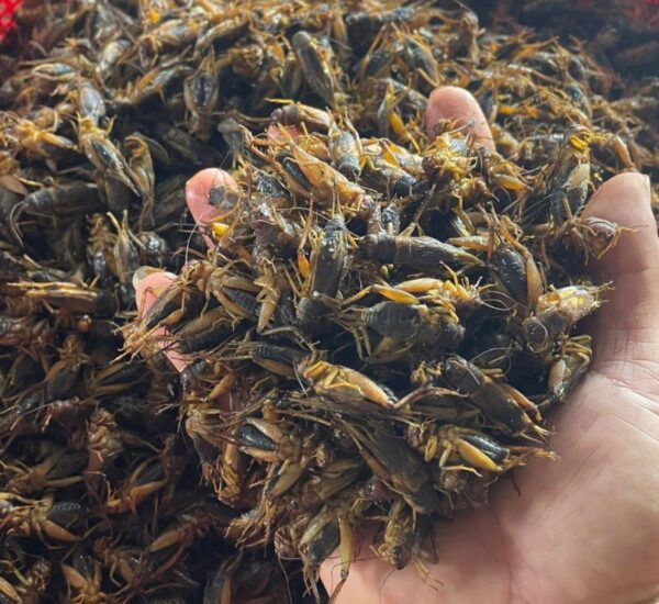 Giá trị dinh dưỡng của dế mèn - Ảnh sưu tầm