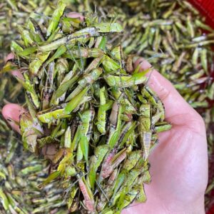 Châu chấu cào cào loài côn trùng đặc sản dân dã vùng Tây Bắc - Ảnh từ Yến Hải