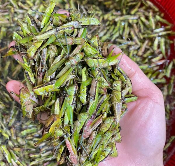 Châu chấu cào cào loài côn trùng đặc sản dân dã vùng Tây Bắc - Ảnh từ Yến Hải