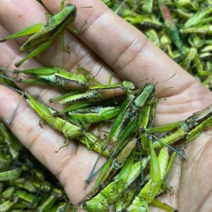 Đặc điểm của châu chấu - Ảnh Yến Hải