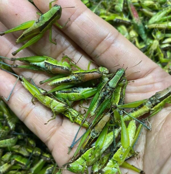 Đặc điểm của châu chấu - Ảnh Yến Hải