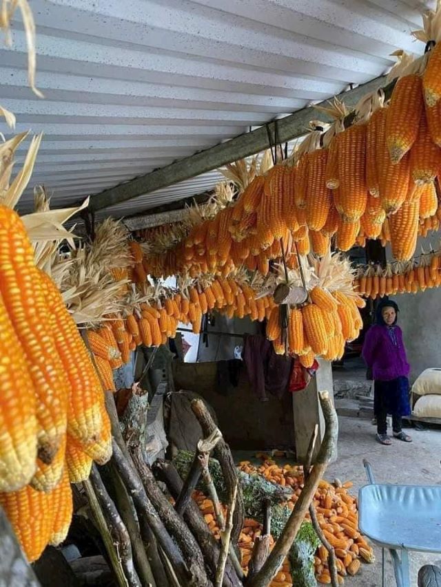 Ngô nếp vàng bản địa dùng để làm rượu ngô - Ảnh từ Hiền Hoàng