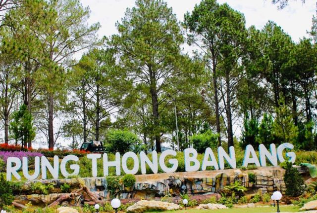 Rừng thông Bản Áng - Ảnh sưu tầm