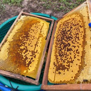 Nghề nuôi ong rừng ở Tây Bắc - Ảnh sưu tầm