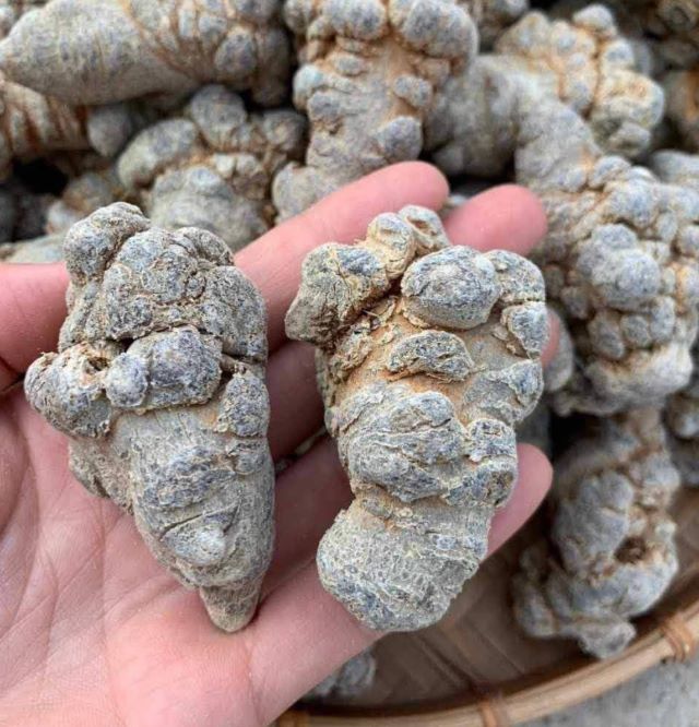 Ngoài có tác dụng trong y học củ tam thất bắc còn có giá trị kinh tế khá cao - Ảnh từ Lan Lê Ngoài có tác dụng trong y học củ tam thất bắc còn có giá trị kinh tế khá cao - Ảnh từ Lan Lê