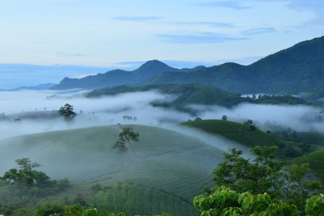 Người dân Tây Bắc đã và đang áp dụng công nghệ cao trong việc trồng chè, nhằm giúp tăng nguồn thu nhập ổn định - Ảnh sưu tầm
