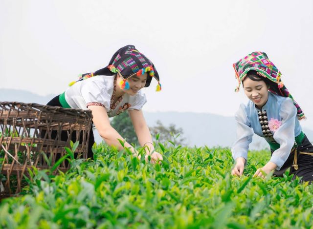 Những búp chè xanh tươi mơn mởn trên đồi chè Tân Uyên Lai Châu - Ảnh sưu tầm