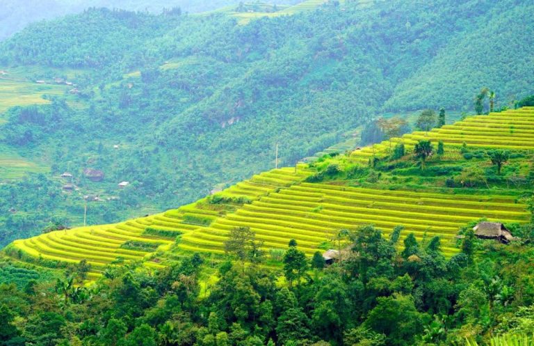 Tiềm năng phát triển nông nghiệp hữu cơ tại Tây Bắc - Ảnh sưu tầm