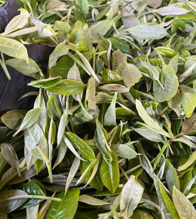 Trà shan tuyết cổ thụ cũng là một trong những sản phẩm vùng cao có giá trị xuất khẩu cao, được đánh giá là một trong những loại trà quý trên thì trường hiện nay - Ảnh từ Sổng Thị Mai