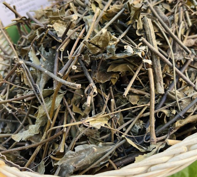 Chè vằng Tây Bắc - Ảnh sưu tầm Chè vằng Tây Bắc - Ảnh sưu tầm