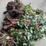 Lưu ý khi mua dược liệu rừng Tây Bắc tránh hàng giả