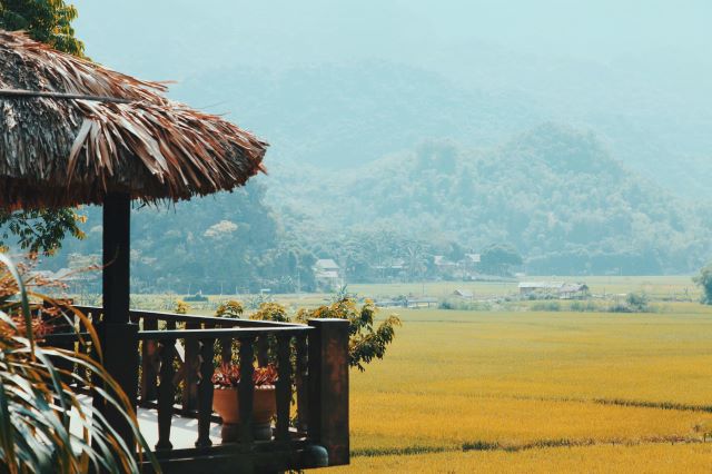 Những cánh đồng lúa chín vàng trên bản Pom Coọng Mai Châu - Ảnh từ Thảo Thu Nguyễn