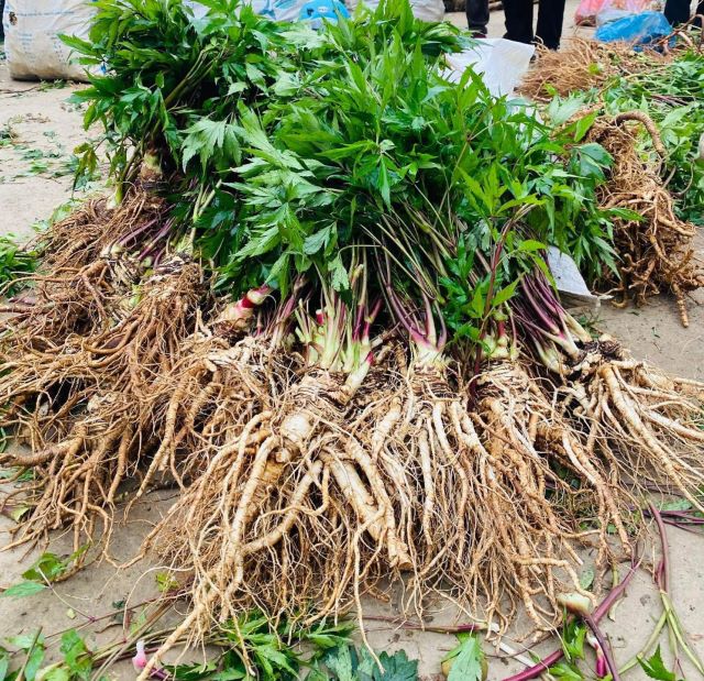 Sâm đương quy Sìn Hồ cao Lai Châu - Ảnh sưu tầm Sâm đương quy Sìn Hồ cao Lai Châu - Ảnh sưu tầm