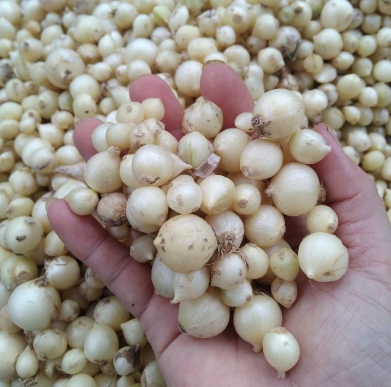 Hành tăm – Gia vị độc đáo của người Thái - Ảnh từ Nguyễn Hải