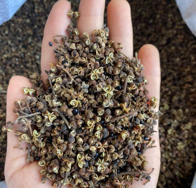 Hạt mắc khén - Ảnh từ Như Ngọc