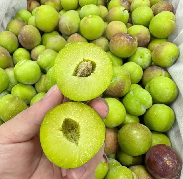 Mận cơm Lai Châu - Ảnh từ Nguyễn Mận