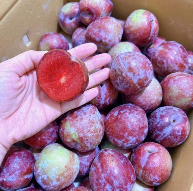 Mận hậu Lai Châu - Ảnh từ Hằng Anby