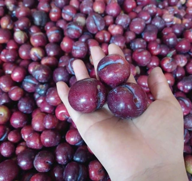 Mận máu hay còn được gọi là mận Tả Van, mận máu chó - Ảnh từ Nguyễn Lương