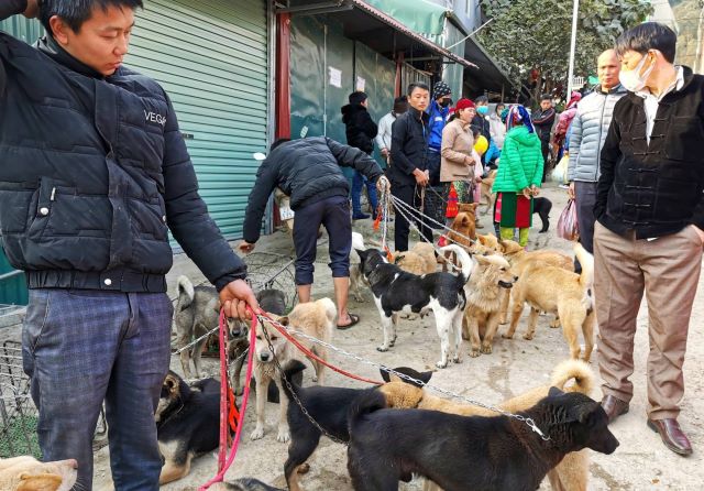 Đặc biệt các khu mua bán trao đổi gia súc, gia cầm là khu vực không thể thiếu ở các phiên chợ vùng cao mà bạn có thể tham quan - Ảnh sưu tầm