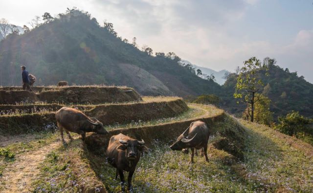 Ruộng bậc thang Phong Thổ
